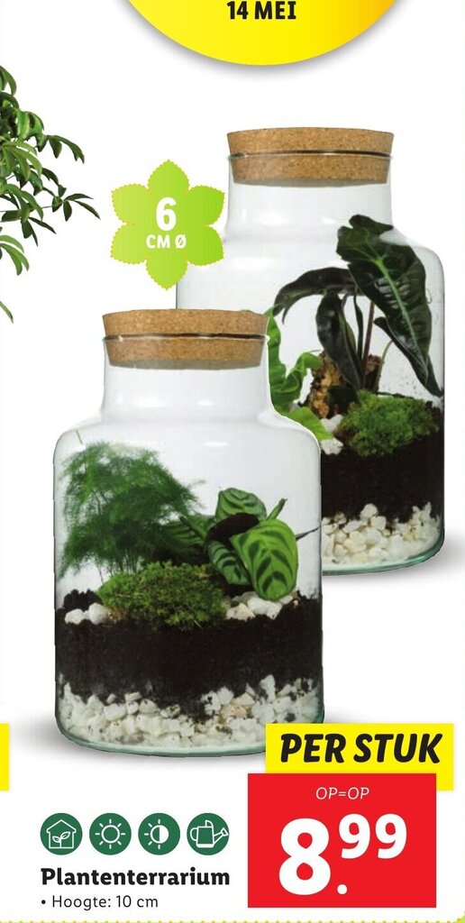 Plantenterrarium 10cm aanbieding bij Lidl