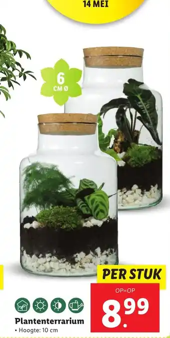 Lidl Plantenterrarium 10cm aanbieding