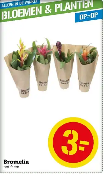 Coop Bromelia 9cm aanbieding