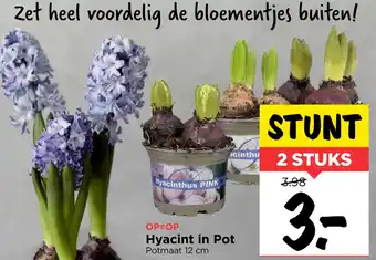 Vomar Voordeelmarkt Hyacint in Pot aanbieding