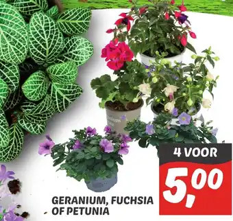 Dekamarkt Geranium, Fuchsia Of Petunia aanbieding