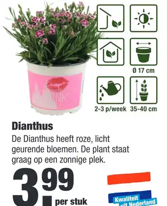 ALDI Dianthus aanbieding