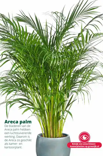 GroenRijk Areca palm aanbieding