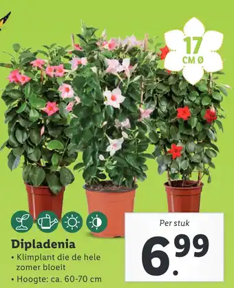 Lidl Dipladenia aanbieding