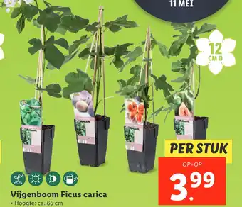 Lidl Vijgenboom Ficus carica aanbieding