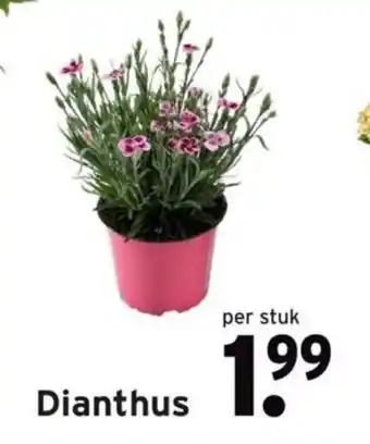 GAMMA Dianthus aanbieding