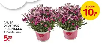 Praxis Anjer Dianthus Pink Kisses aanbieding