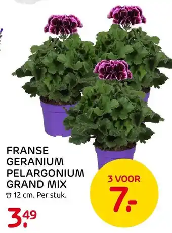 Praxis Franse Geranium Pelargonium Grand Mix aanbieding