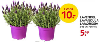 Praxis Lavendel Lavandula Lamorosia aanbieding