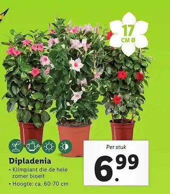 Lidl Dipladenia aanbieding