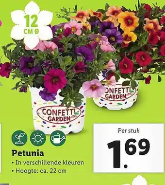 Lidl Petunia aanbieding