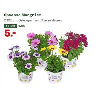 Welkoop Spaanse Margriet aanbieding