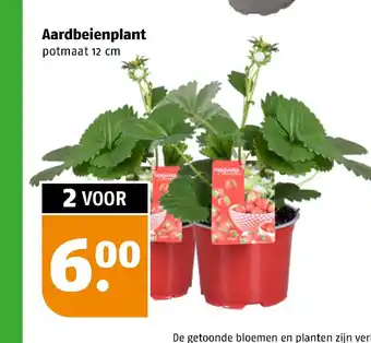 Poiesz Aardbeienplant potmaat 12 cm aanbieding