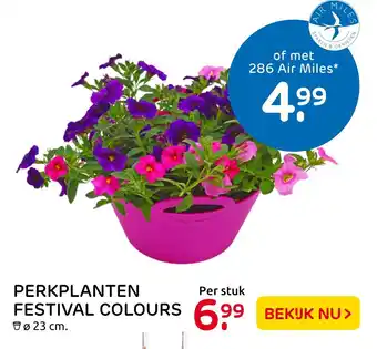 Praxis Perkplanten festival colours aanbieding