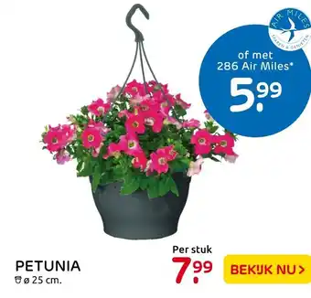 Praxis Petunia aanbieding