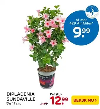 Praxis Dipladenia Sundaville aanbieding