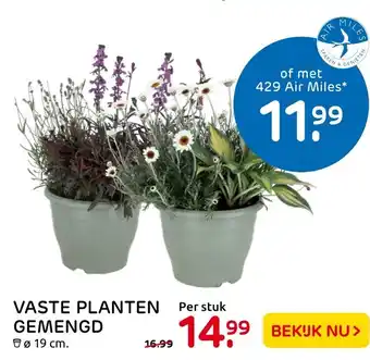 Praxis Vaste planten gemengd aanbieding