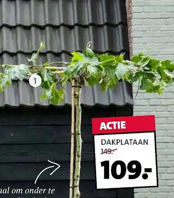 Intratuin Dakplataan (Platanus acerifolia) aanbieding
