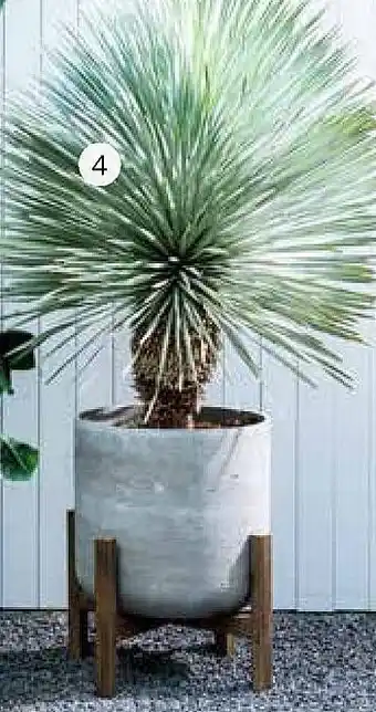 Intratuin Palmlelie (Yucca rostrata) aanbieding