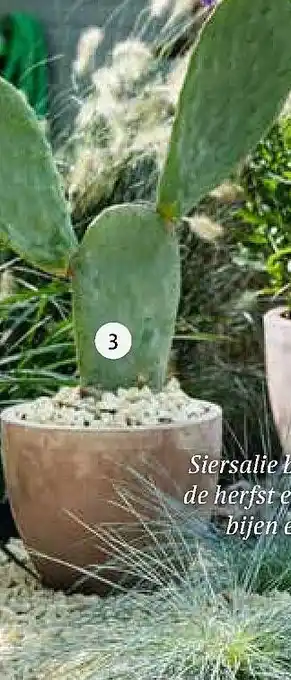 Intratuin Winterharde cactus (Opuntia) aanbieding