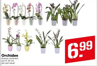 Coop Orchidee 9-14 cm aanbieding