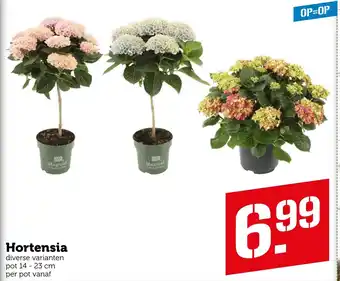 Coop Hortensia 14-23 cm aanbieding