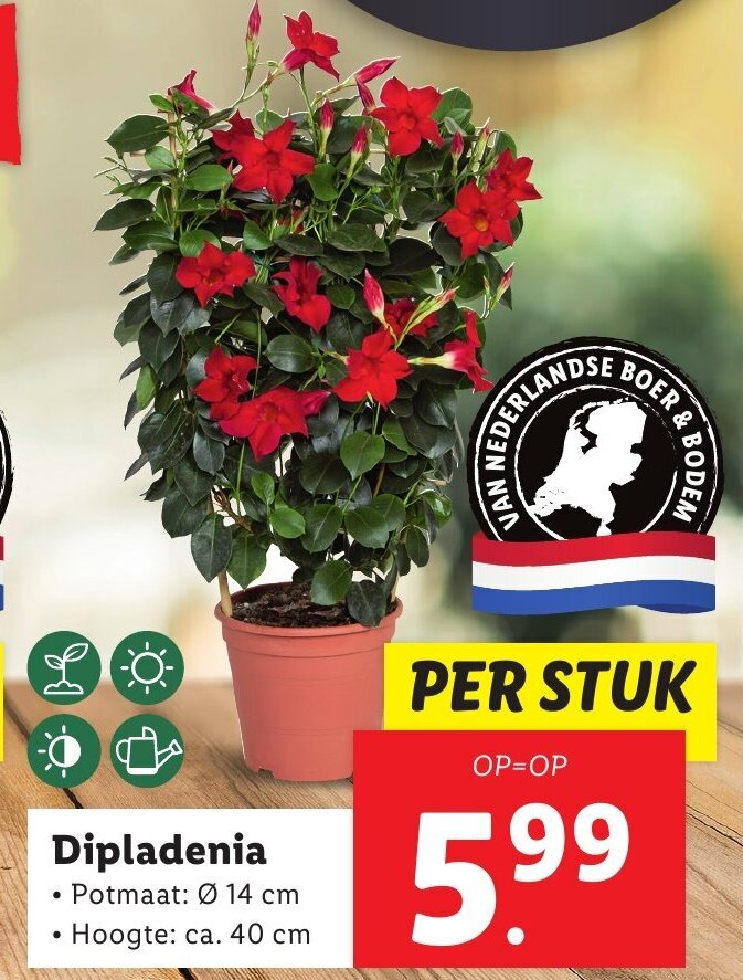 Dipladenia aanbieding bij Lidl