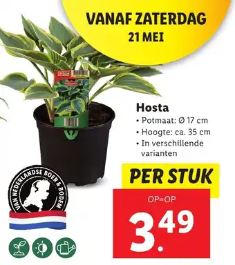 Lidl HOsta aanbieding