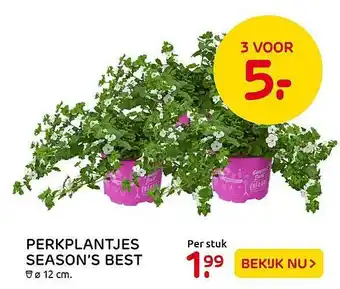 Praxis Perkplantjes season's best ø 12 Cm aanbieding