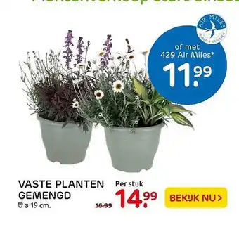 Praxis Vaste planten gemengd ø 19 Cm aanbieding