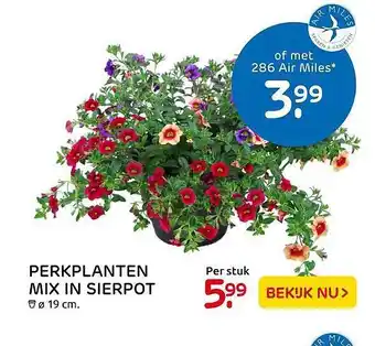 Praxis Perkplanten mix in sierpot 19 cm aanbieding