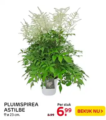 Praxis Pluimspirea astilbe aanbieding