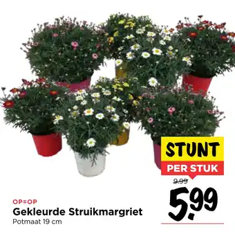 Vomar Voordeelmarkt Gekleurde Struikmargriet aanbieding