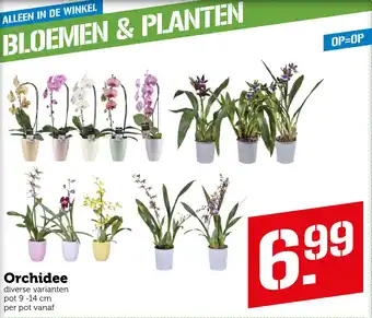 Coop Orchidee aanbieding