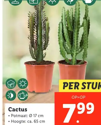 Lidl Cactus aanbieding