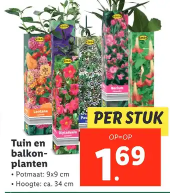 Lidl Tuin en balkon- planten aanbieding