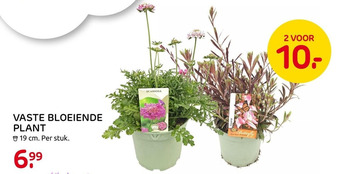 Praxis VASTE BLOEIENDE PLANT aanbieding