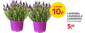 Praxis LAVENDEL LAVANDULA LAMOROSIA aanbieding