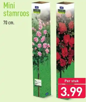 ALDI Garden Mini stamroos 70cm aanbieding