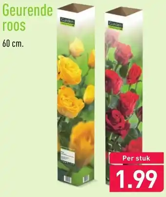 ALDI Garden Geurende roos 60cm aanbieding