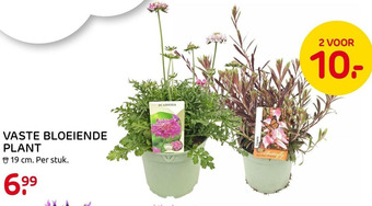 Praxis Vaste Bloeiende Plant aanbieding