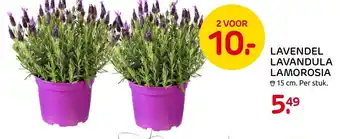 Praxis Lavendel Lavandula Lamorosia aanbieding