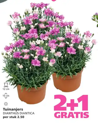 Ranzijn Tuinanjers aanbieding