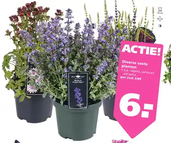 Ranzijn Diverse vaste planten aanbieding