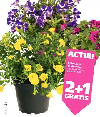 Ranzijn Petunia of calibrachoa aanbieding