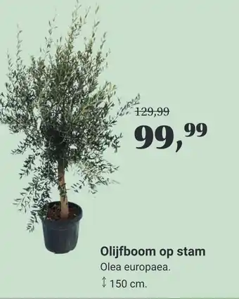 Tuincentrum Osdorp Olijfboom op stam aanbieding