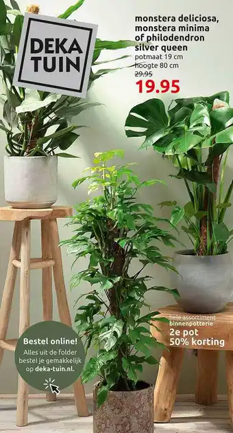 Deka Tuin Monstera deliciosa, Monstera minima of philodendron silver queen aanbieding