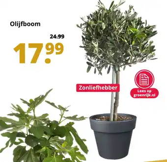 GroenRijk Olijfboom aanbieding