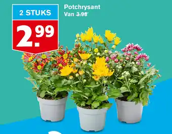 Hoogvliet Potchrysant aanbieding