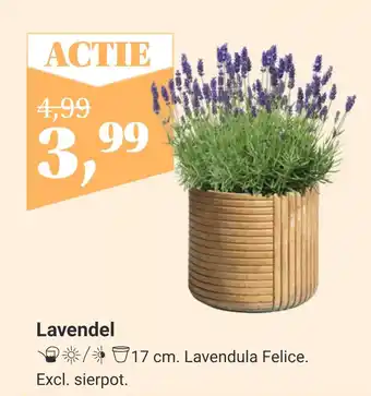 TuinWereld Lavendel aanbieding